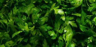 Городники порадили цікавий спосіб посіяти петрушку