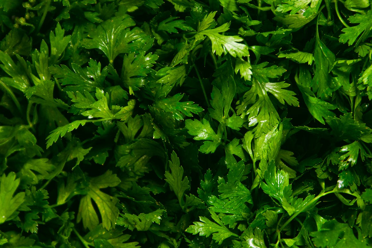 Городники порадили цікавий спосіб посіяти петрушку