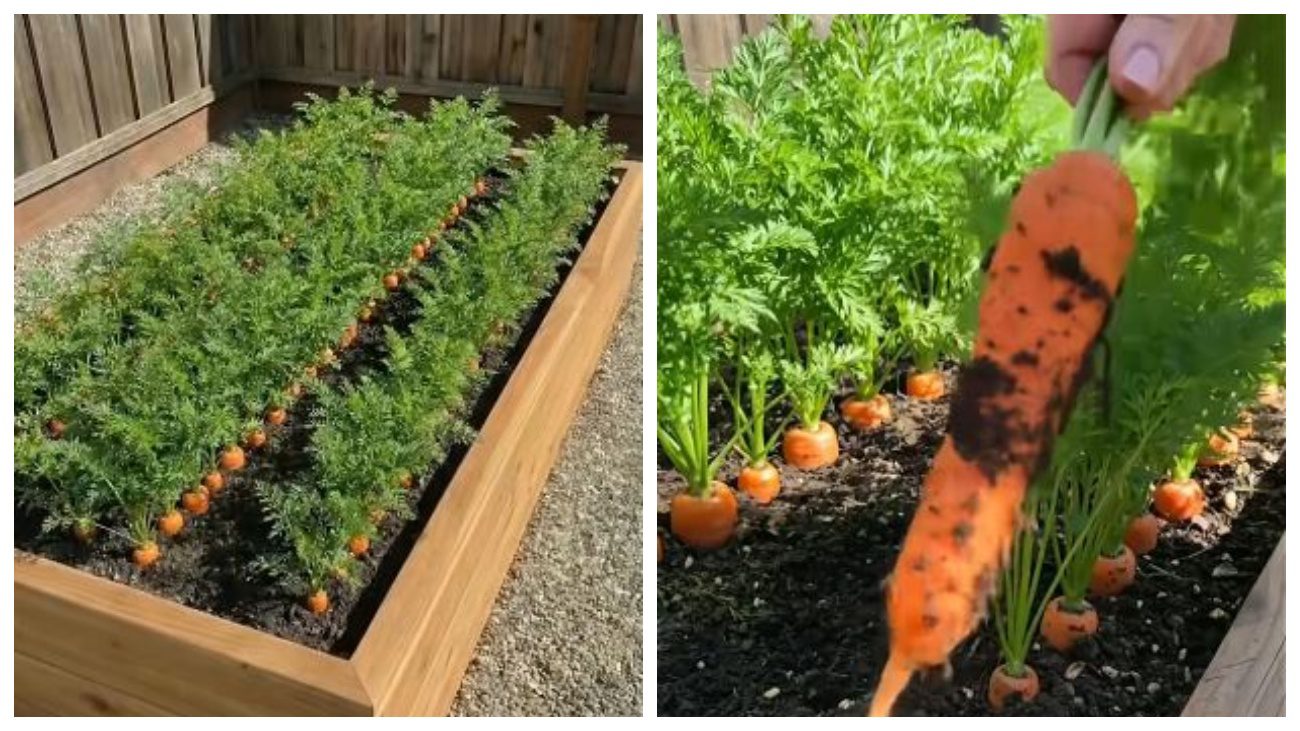 Городники поділилися цікавим лайфаком сіяння моркви. Фото: YouTube Nature's Pulse