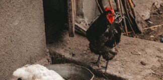 Птахівники розповіли, як позбавити курей від паразитів