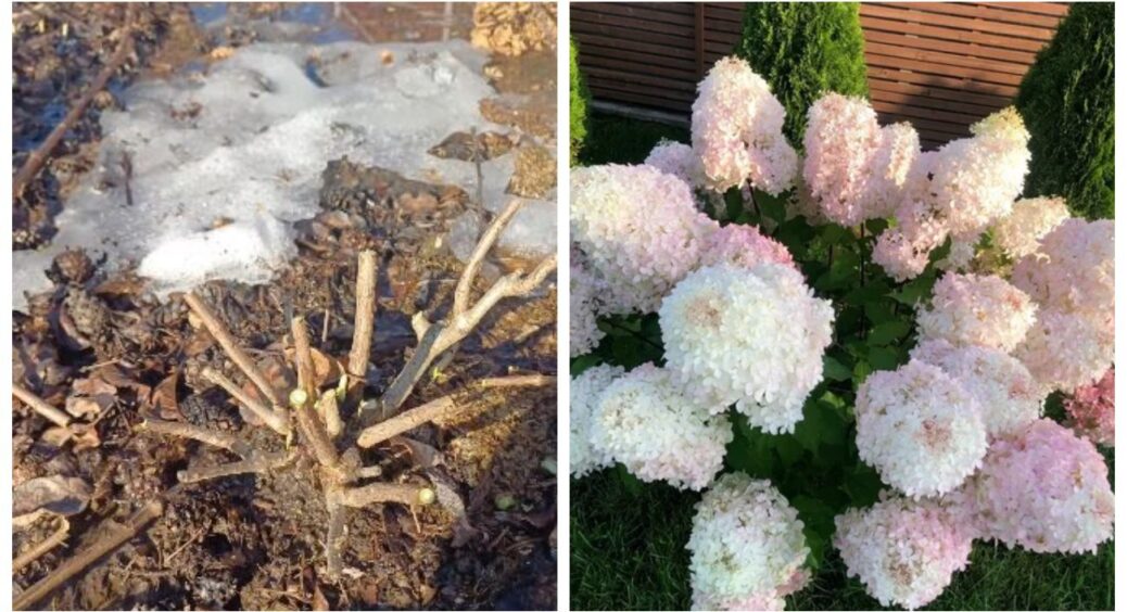Побачила землю без снігу — берусь за секатор: 5 правил обрізки гортензій. Зацвітуть так, що сусіди ахнуть! 