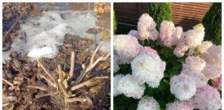 Квітникарі дали поради щодо весняної обрізки волотистої гортензії