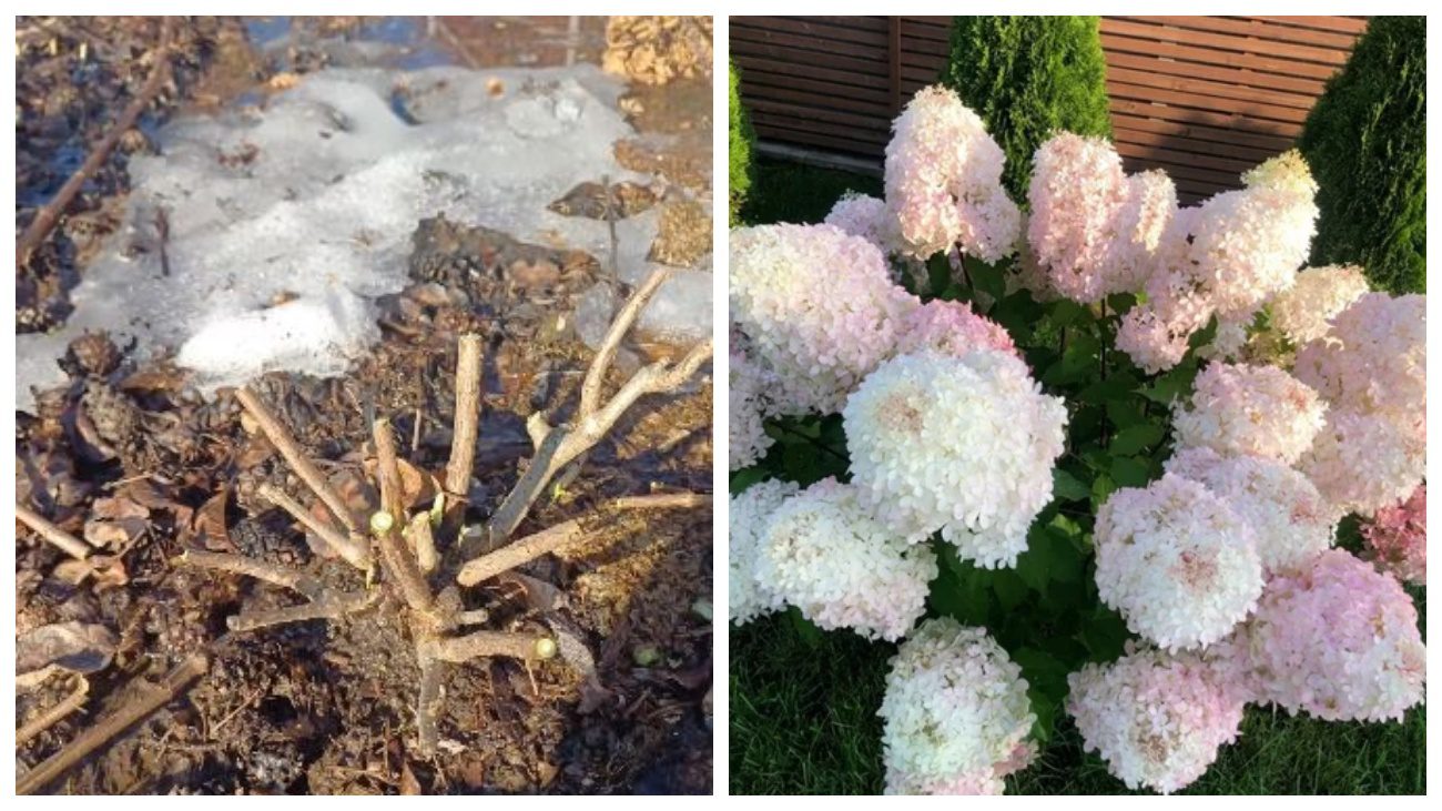 Квітникарі дали поради щодо весняної обрізки волотистої гортензії