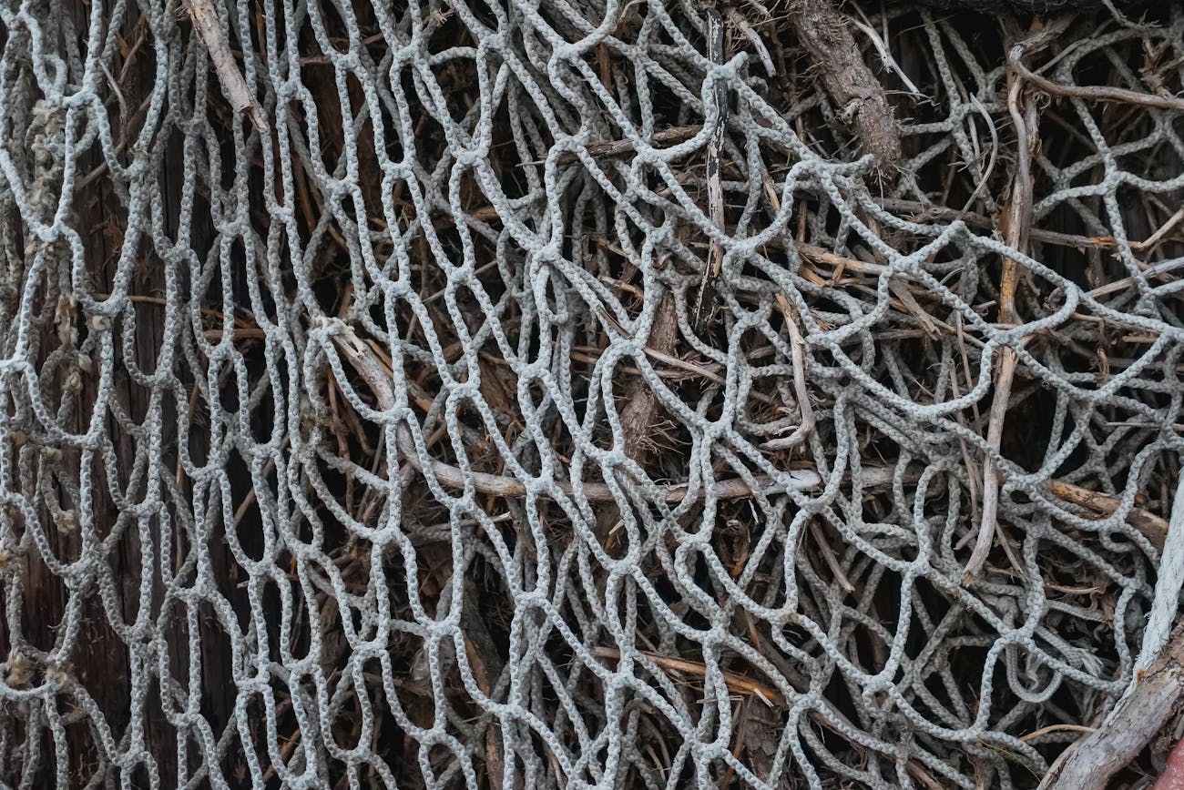 Експерти розповіли, навіщо накривати теплицю сіткою. Фото: Pexels