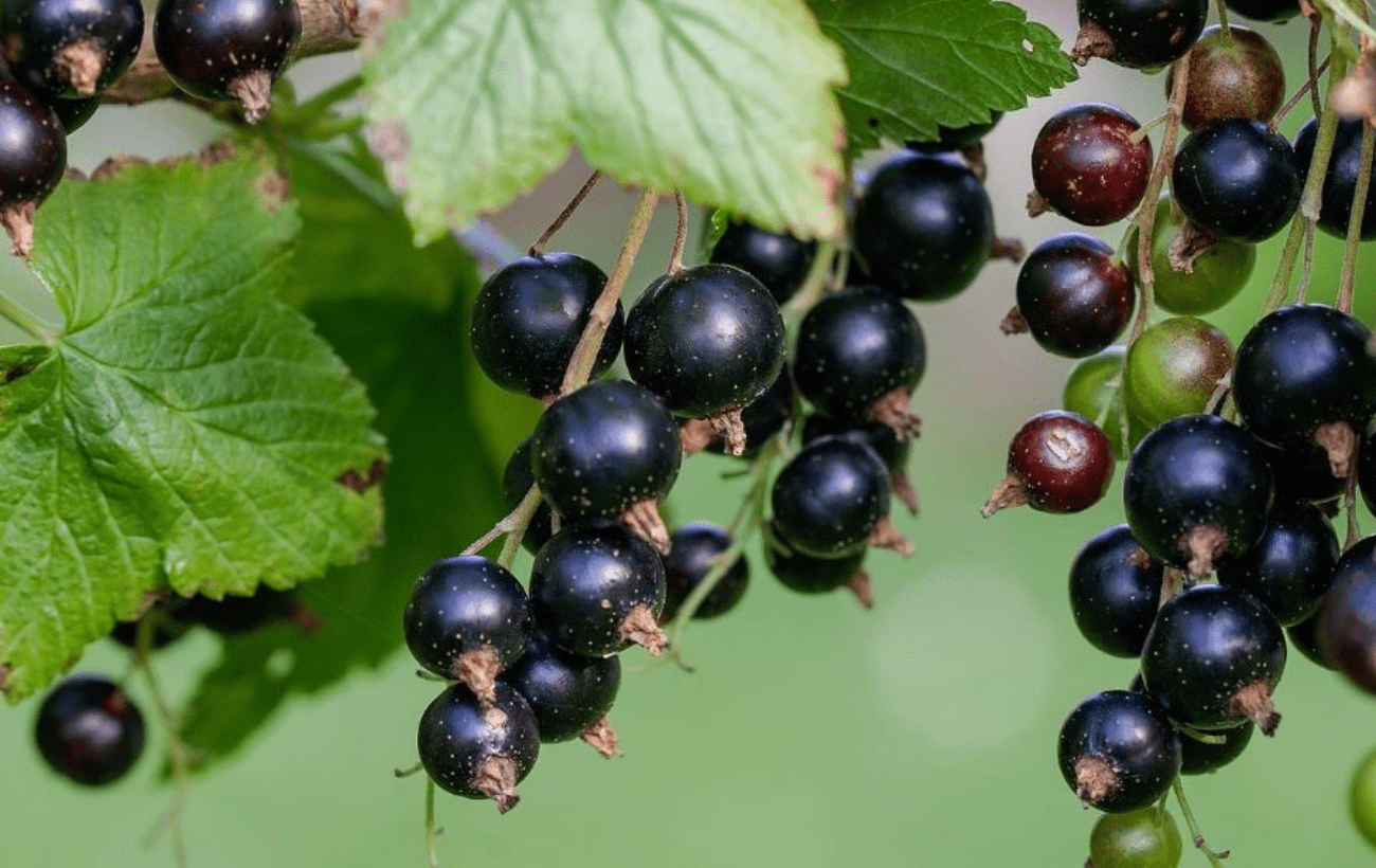 Садівники поділилися секретами догляду за смородиною. Фото: Pixabay