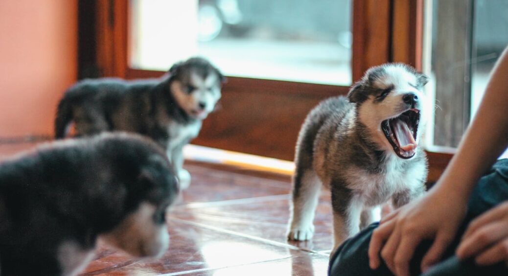 Ніякої містики та “поганих аур”: 4 очевидних причини, через які собаки не люблять ту чи іншу людину 