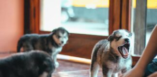 Кінологи розповіли, чому собаки насторожено ставляться до деяких людей