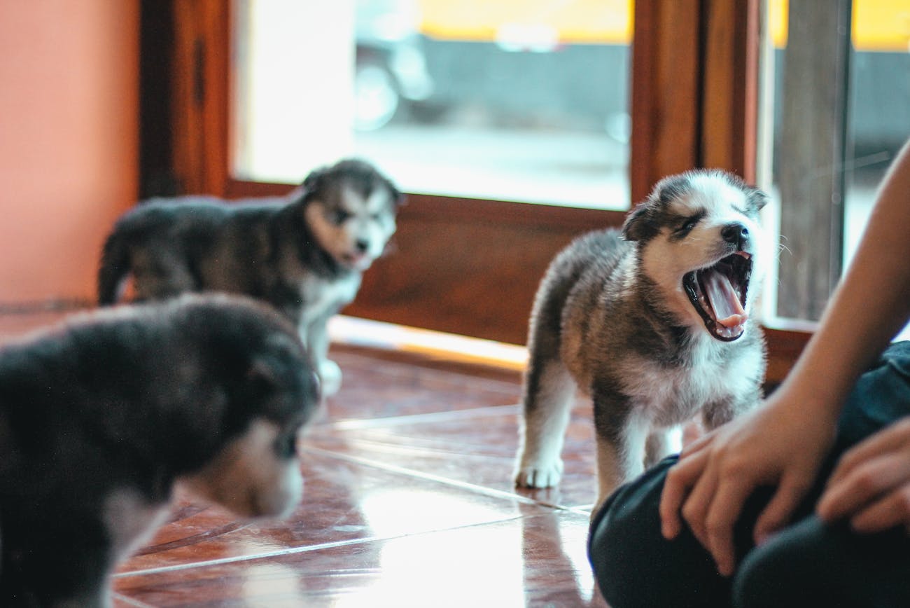 Кінологи розповіли, чому собаки насторожено ставляться до деяких людей
