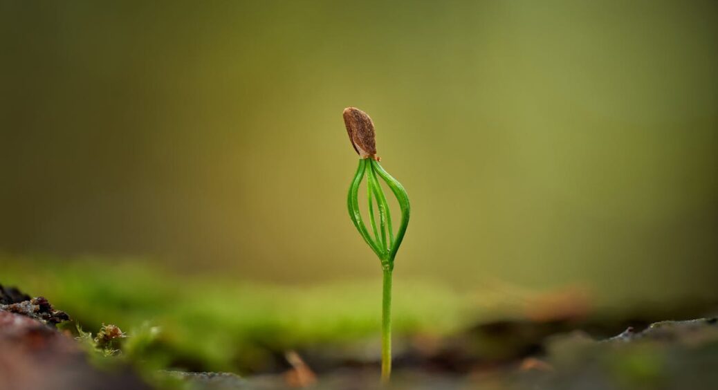 Тепер знаю маленький секрет городників: 2 кухонні інгредієнти допомагають насінню прокинутися і дружно зійти 