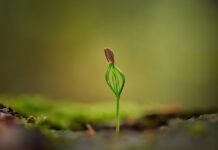 Тепер знаю маленький секрет городників: 2 кухонні інгредієнти допомагають насінню прокинутися і дружно зійти Городники розповіли, чим можна пробудити насіння