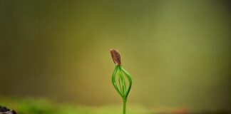 Городники розповіли, чим можна пробудити насіння