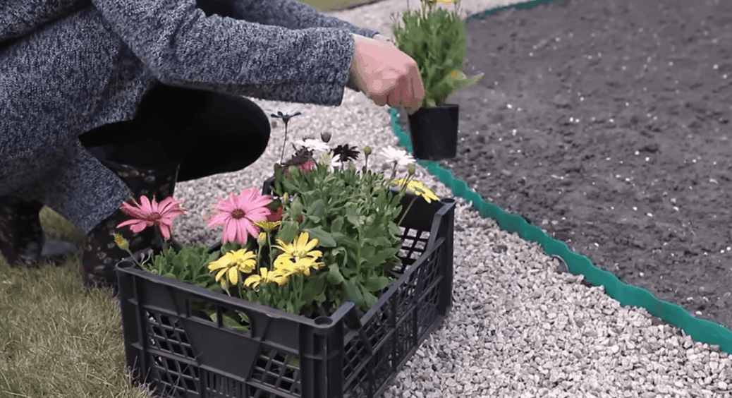 Одного разу посіяла — і забула на 10 років: багаторічники, які не вимагають зайвих реверансів й пересадок 