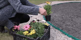 Квітникарі назвали багаторічники, які роками не потребують пересадки
