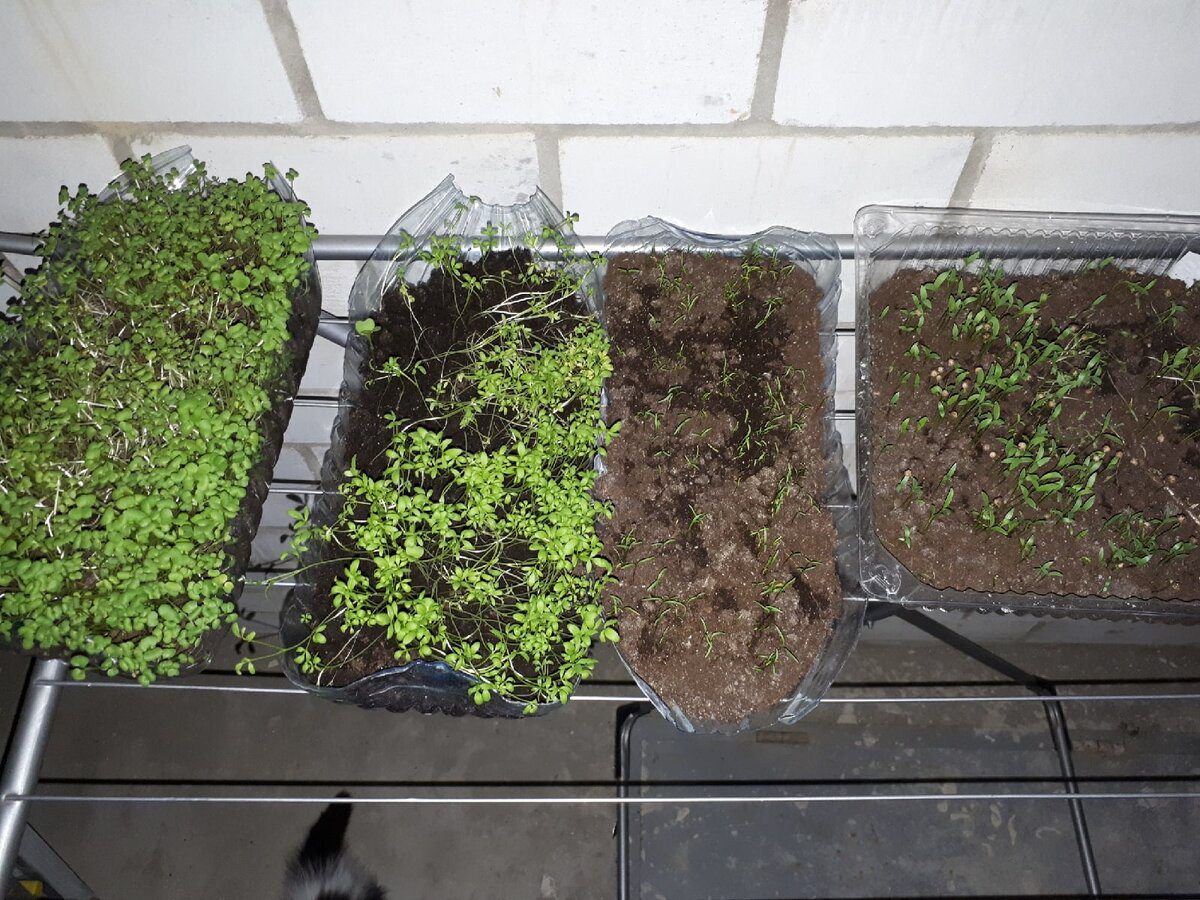 Садівники розповіли, як швидко виростити зелень у грядці зі старих ящиків — секрет