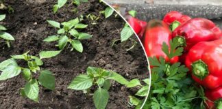 Як покращити врожайність огірків і перцю