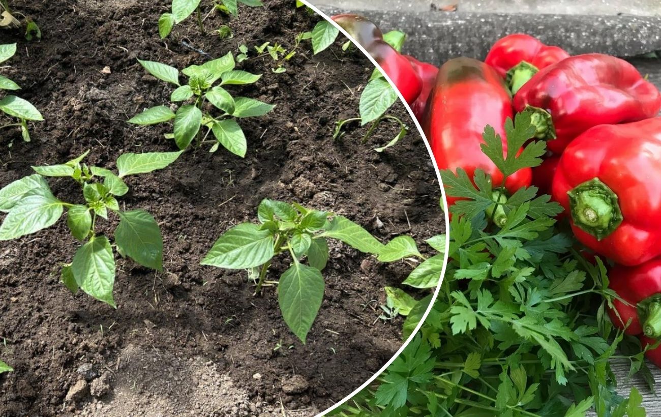 Як покращити врожайність огірків і перцю