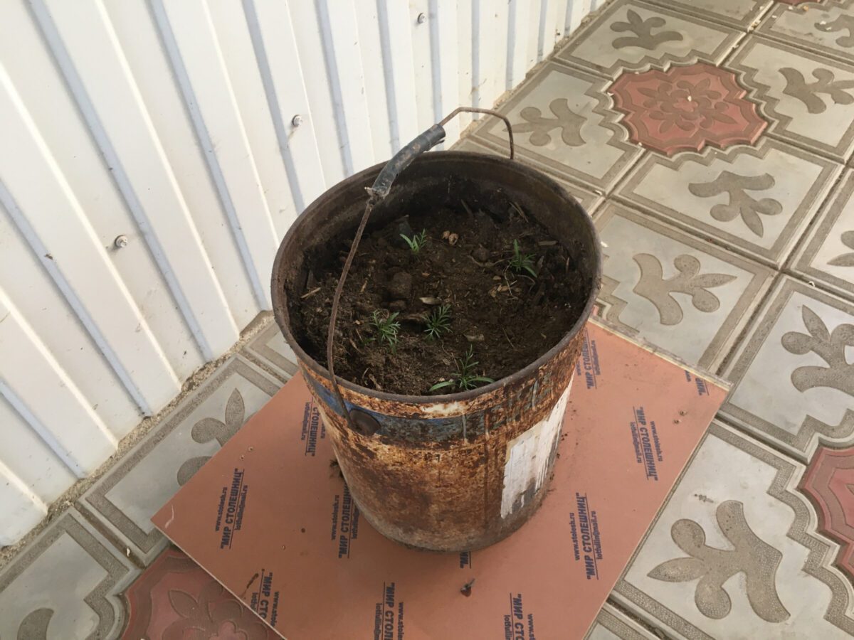 Експерти порадили, як можна використовувати старі відра на грядці для покращення врожайності