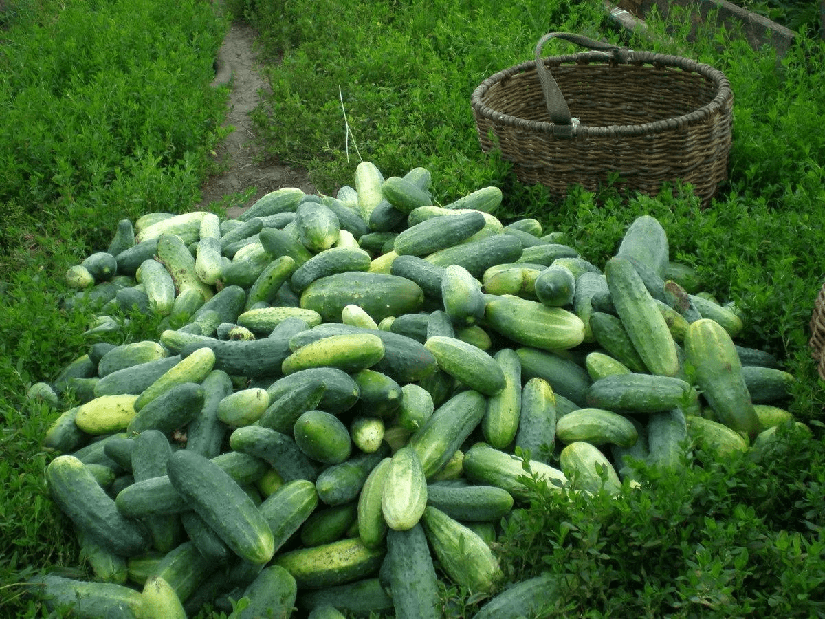 Городники порадили, яке добриво обирати для огірків для покращення врожайності та смаку плодів