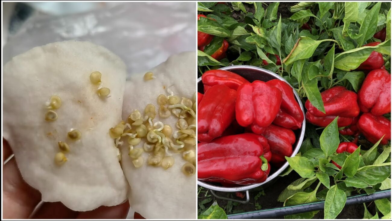 Городники розповіли, як проростити насіння перцю за три дні