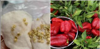 Городники розповіли, як проростити насіння перцю за три дні