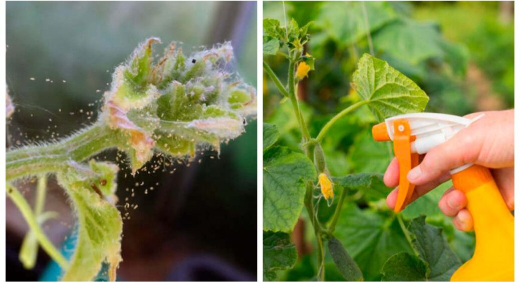 Залиште чарку для п’ятничного вечора, а від павутинного кліща купіть інше: розвінчуємо міф про горілку 