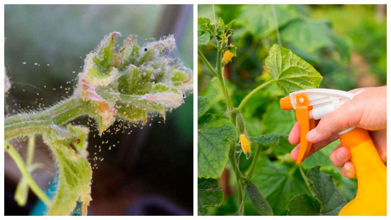 Городники розвінчали міф щодо горілки проти павутинного кліща