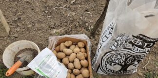 Городники розповіли, як можна отримати ранній урожай картоплі. Городники розповіли, як можна отримати ранній урожай картоплі. Фото: скріншот з YouTube