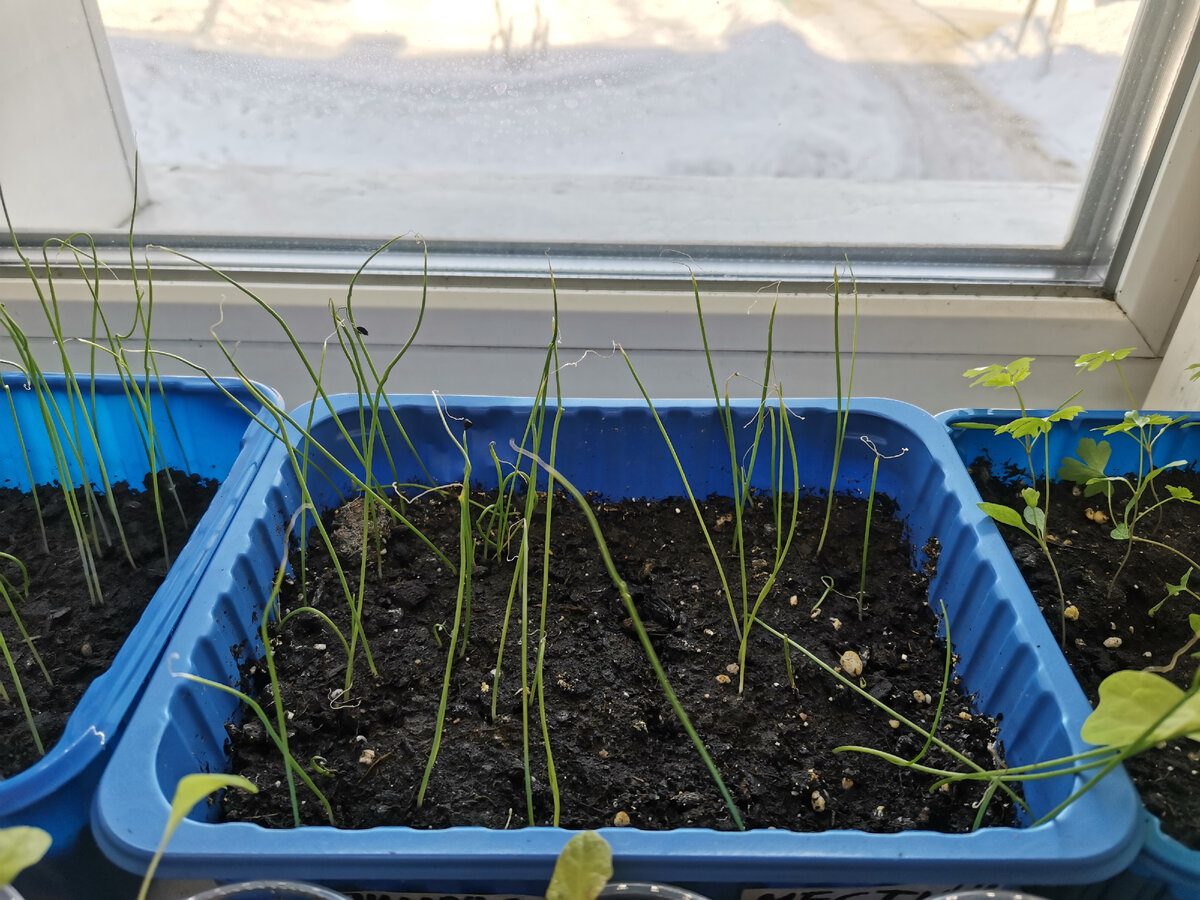 Садівники розповіли, як швидко виростити зелень у грядці зі старих ящиків — секрет