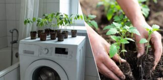 Як покращити ріст розсади і зупинити витягування. Фото: Добрі новини