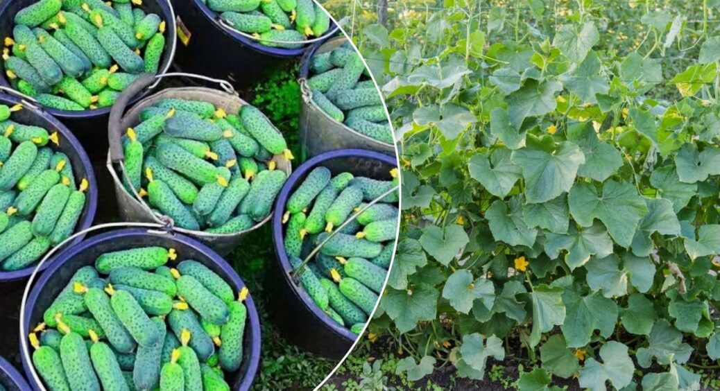 Врожайність огірків починається з розсади: поливаю саджанці “цим” 1 раз на 7 днів — урожай збираю відрами 