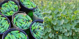 Яке добриво покращить урожайність огірків