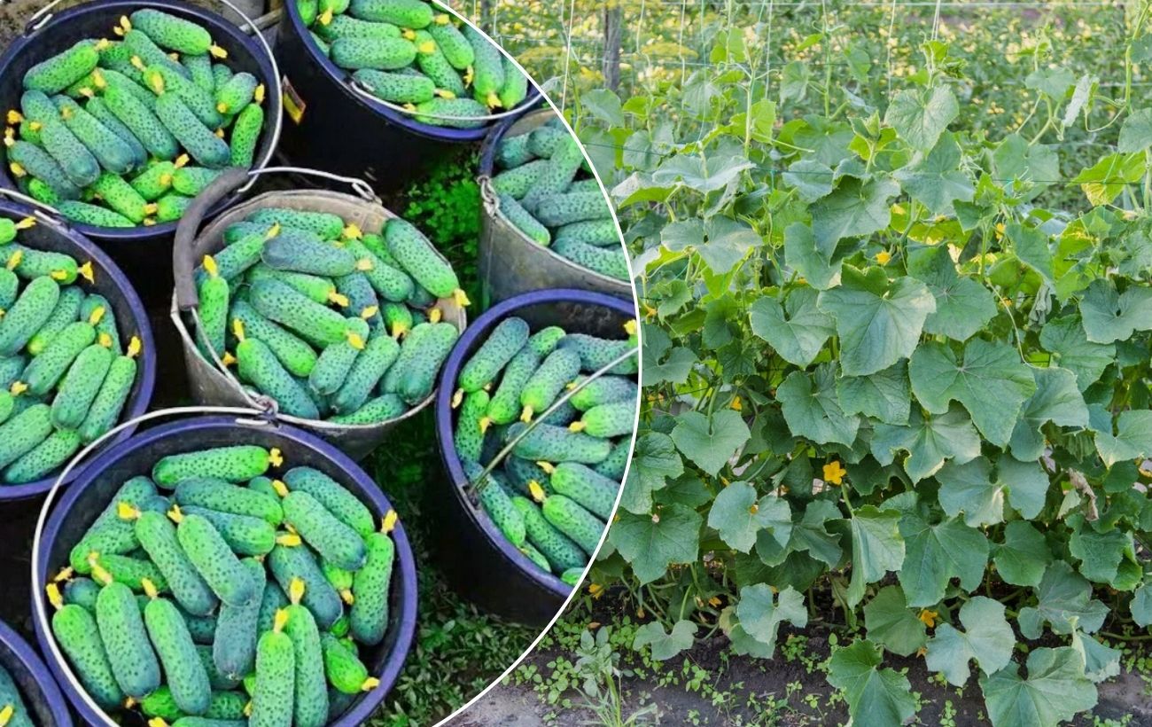 Яке добриво покращить урожайність огірків