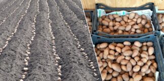 Добриво при посадці для покращення врожайності картоплі