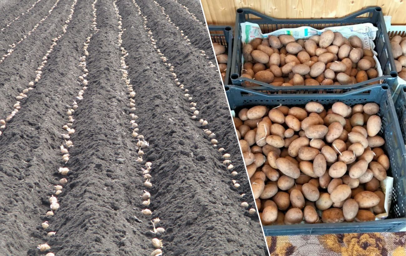 Добриво при посадці для покращення врожайності картоплі