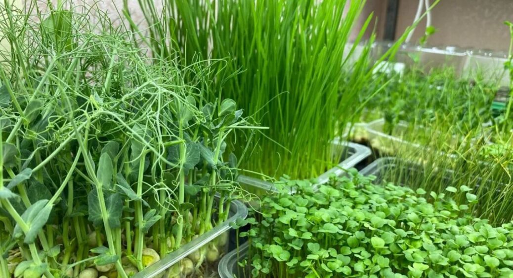 Беру 1 старий ящик і роблю грядку, де зелень росте у 2 рази швидше: це не “Вуду”, а перевірена схема 