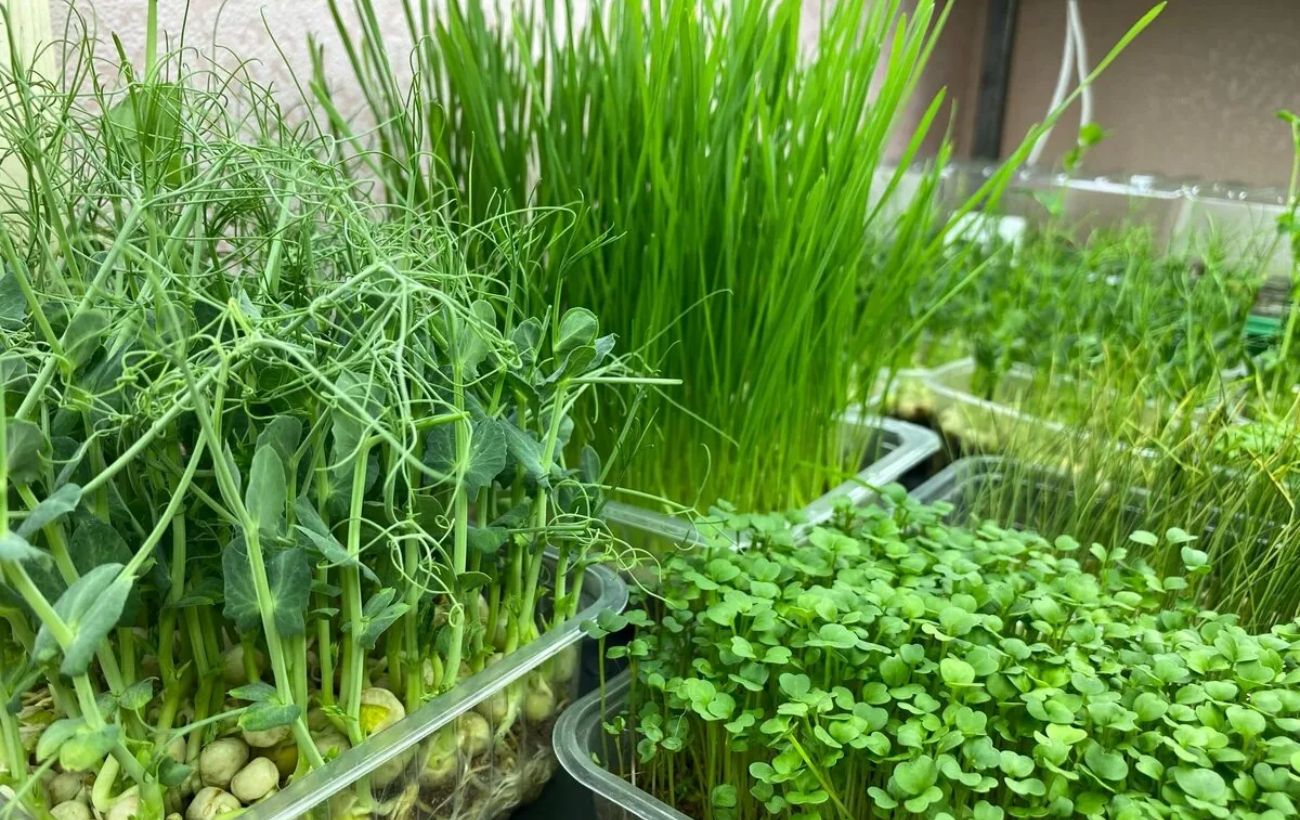 Як пришвидшити ріст зелені на грядці