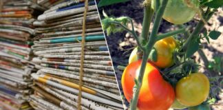 Як використовувати газети на грядці. Фото: Pixabay