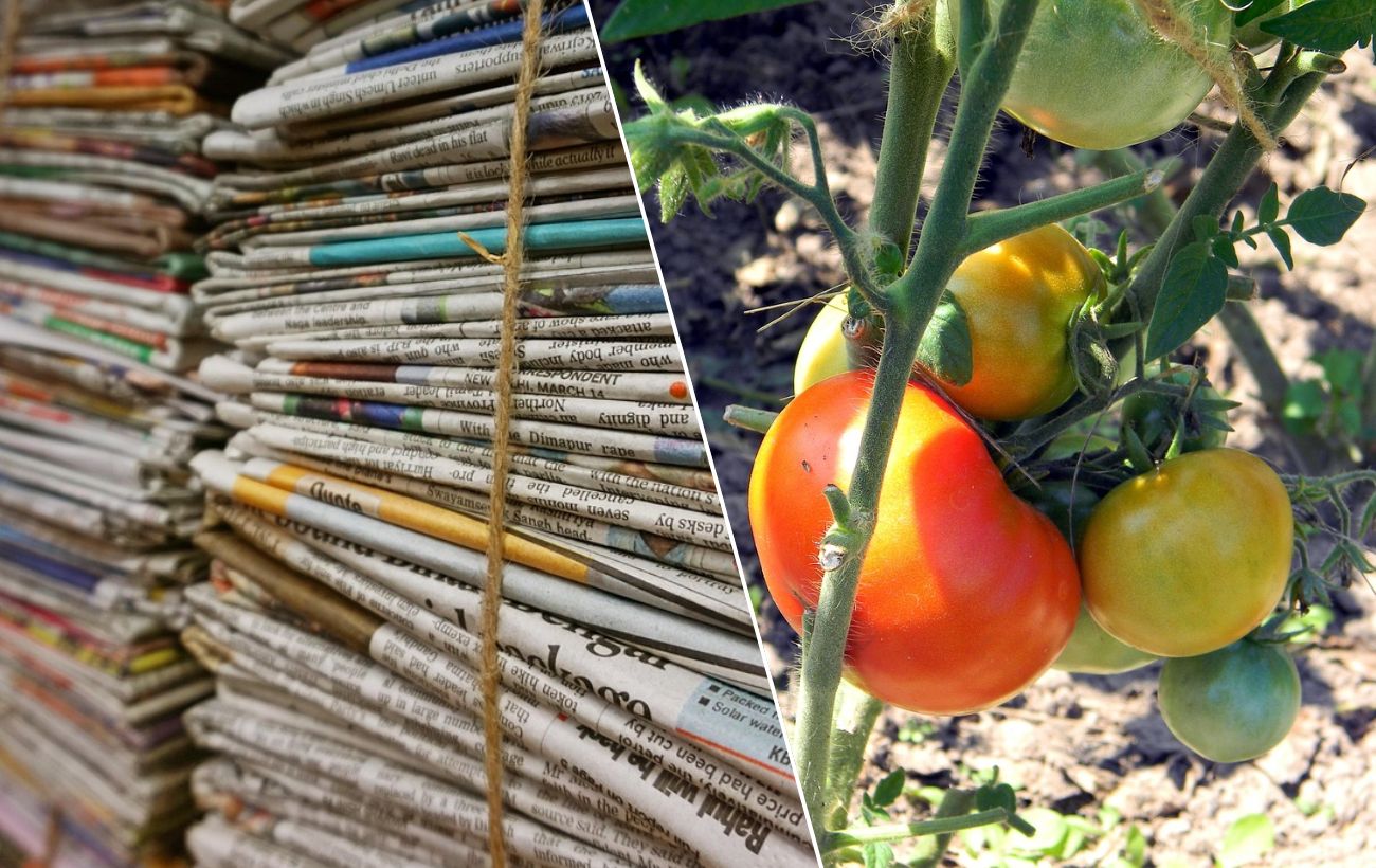 Як використовувати газети на грядці. Фото: Pixabay