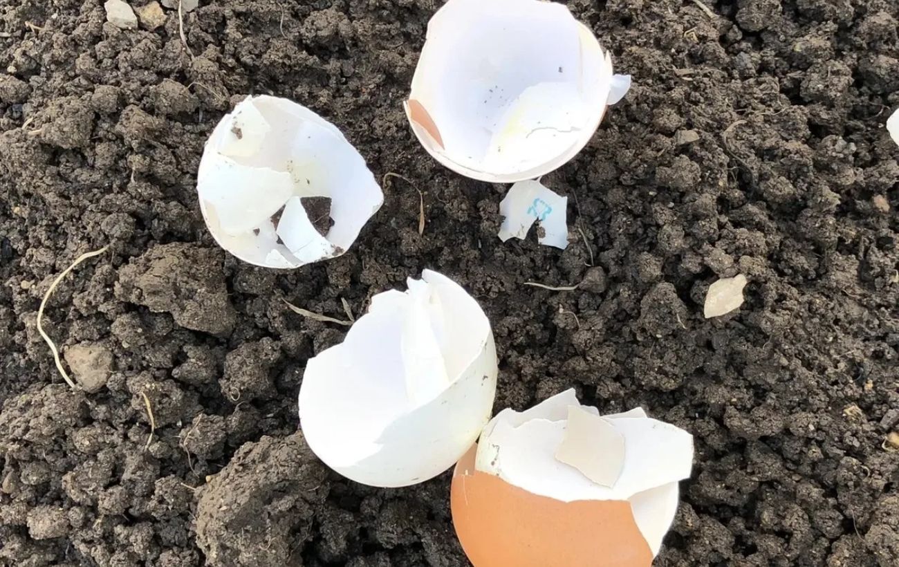 Як використовувати яєчну шкаралупу для прибирання в побуті