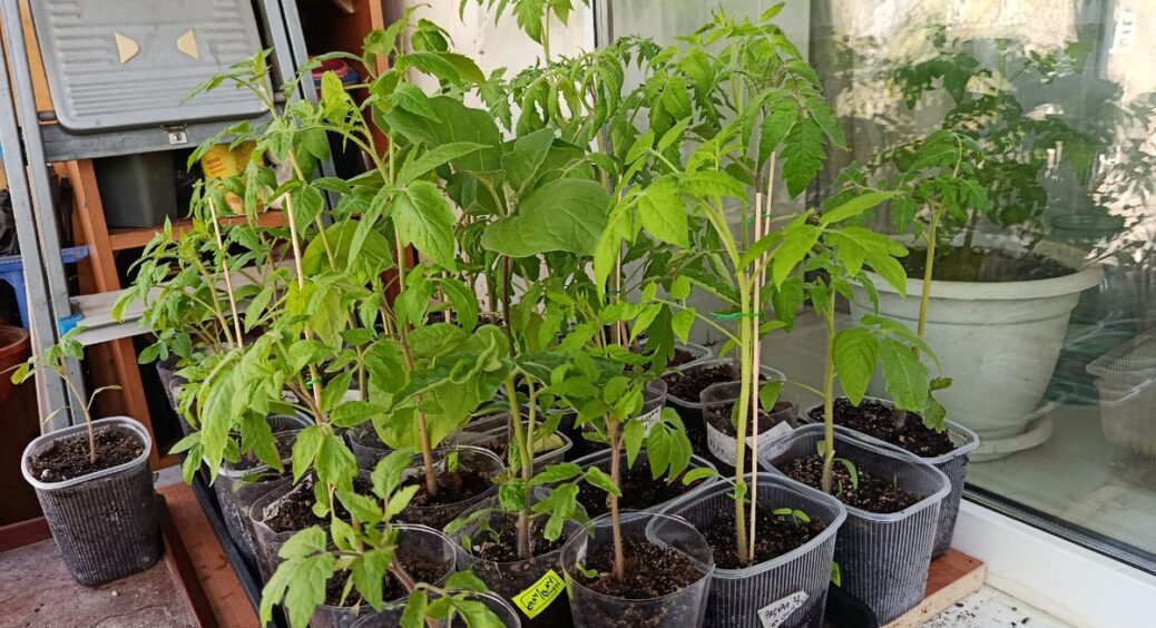 Використовую японський метод посіву томатів: врожай на 30 днів раніше і жодних стебел-ниточок 