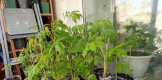 Городники розповіли про цікавий спосіб посіву томатів на розсаду