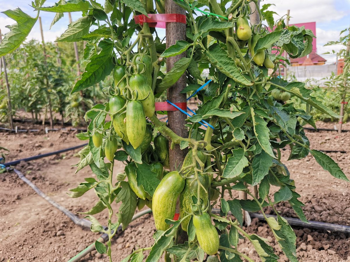 Городники порадили, як продовжити терміни плодоношення томатів — проста задача