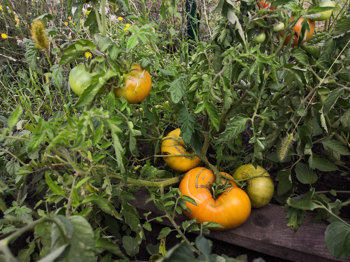Городники порадили, як продовжити терміни плодоношення томатів — проста задача