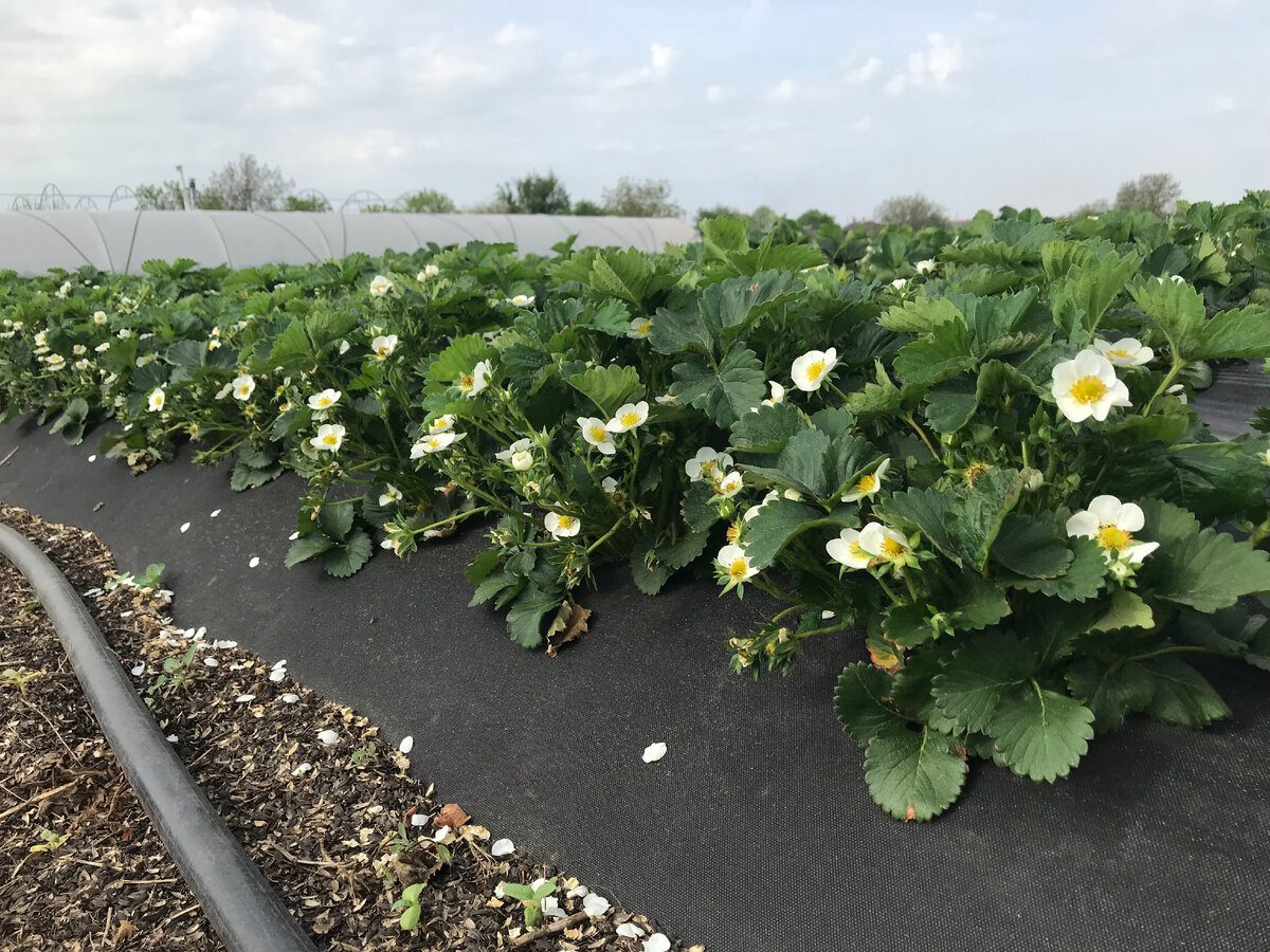 Городники розповіли, яке підживлення використовувати для покращення врожайності рослин
