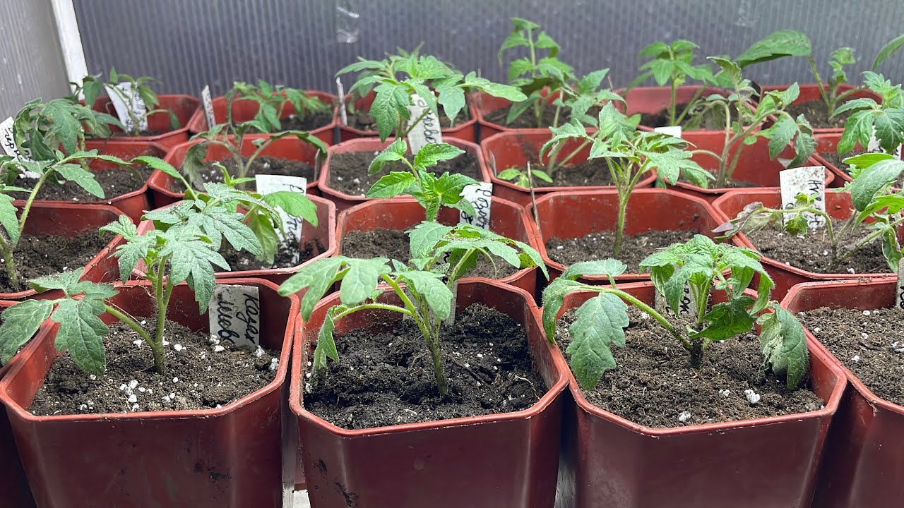 Городники порадили, яке підживлення дати томатам після пересадки на постійне місце на грядку