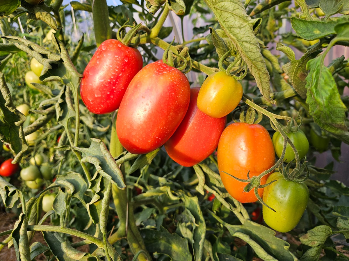 Експерти порадили, як за допомогою простого тесту відсортувати насіння томатів, яке зійде