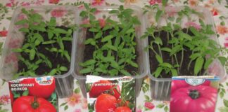 Городники розповіли, як обрати насіння томатів на розсаду 