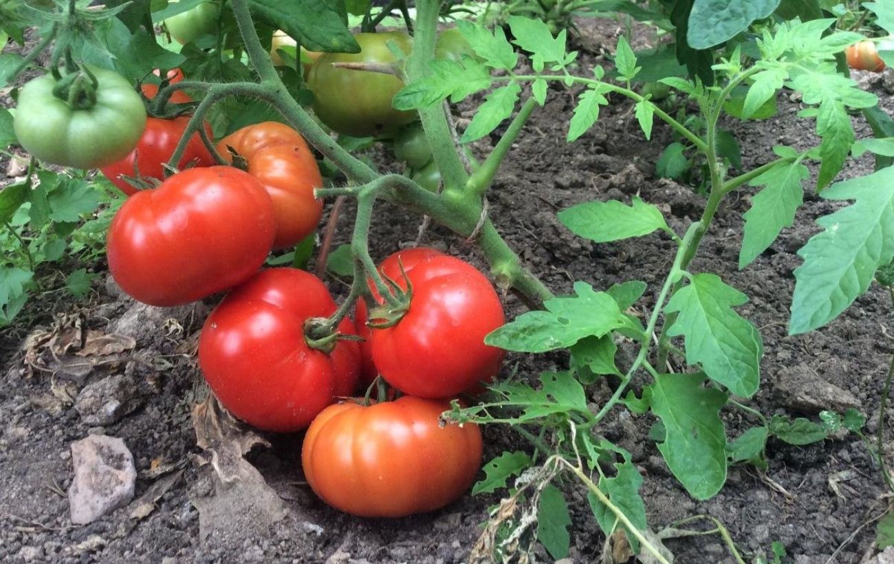Як визначити якість насіння томатів