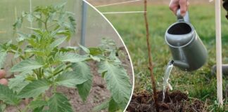 Як економити воду на поливі грядок