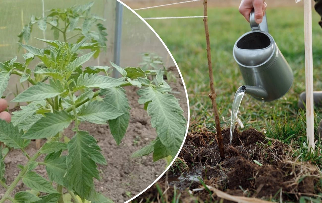 Як економити воду на поливі грядок